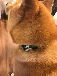 柴犬 りく 1