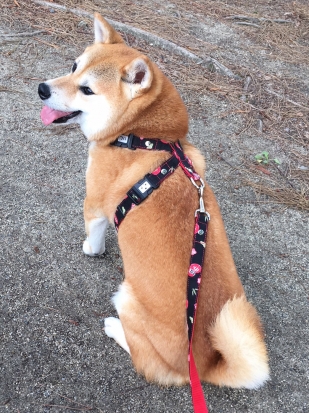 柴犬 まる 2
