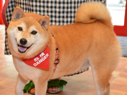 柴犬 こうめ