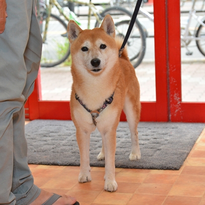 柴犬 ぜん