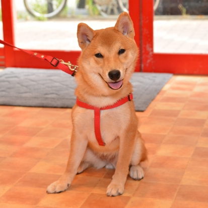 柴犬むぎ