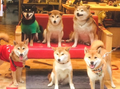 柴犬 風太