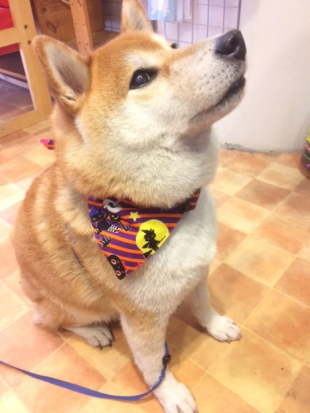 柴犬 こたろう 1