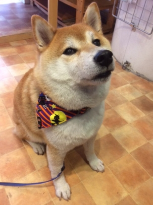 柴犬 こたろう 2
