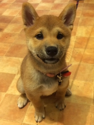 柴犬 さくら