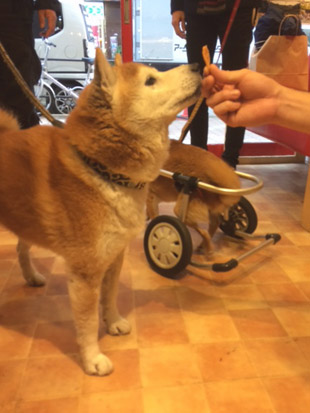 柴犬 定春 2