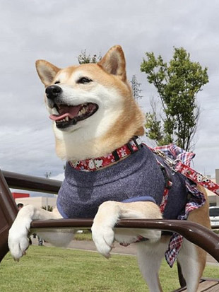 柴犬 もも