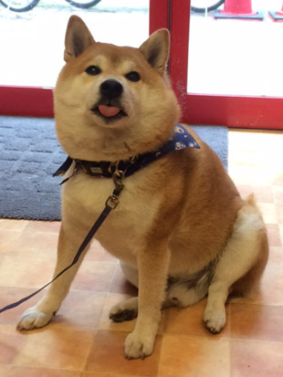 柴犬 こたろう
