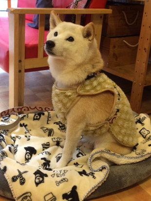 柴犬 けんしろう