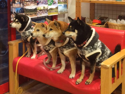柴犬 ひめこ あずき