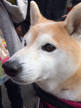 柴犬 せん 1