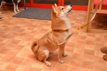 柴犬 りく 2