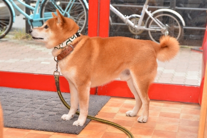 柴犬 くりのすけ