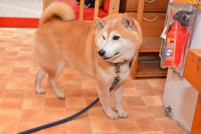 柴犬 ふうたろう