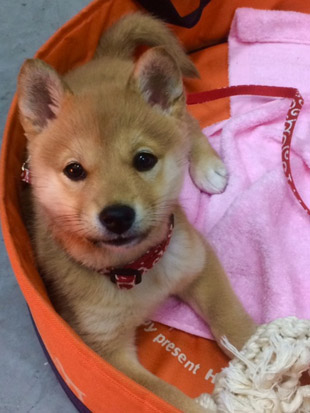 柴犬 いぶき