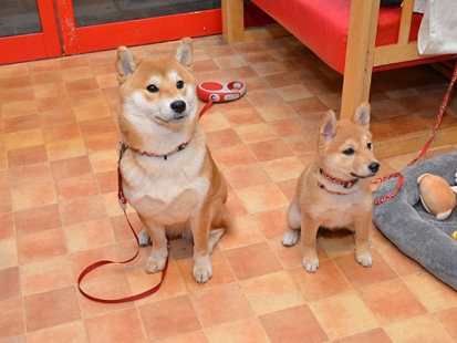 柴犬 ねむちゃんと いぶき