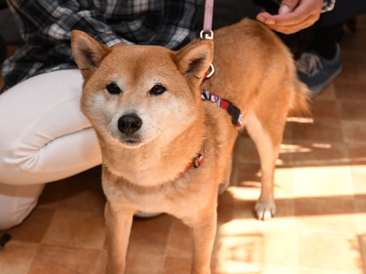 柴犬あかね