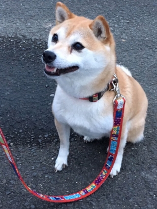 柴犬 まる