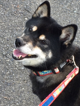 柴犬 アラレ ごろたろう