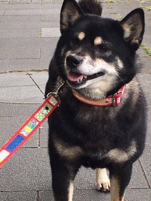 柴犬 アラレ ごろたろう犬具