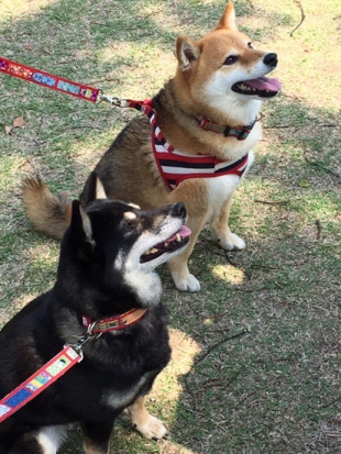 柴犬 アラレ はる ごろたろう犬具