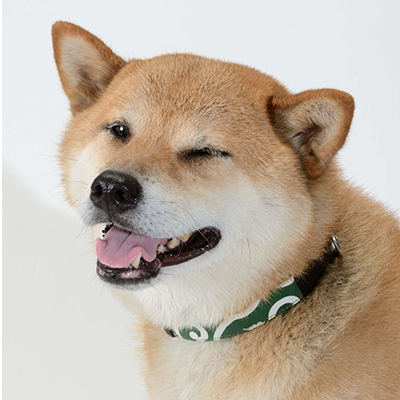 ごろたろう犬具の看板犬ゴロ