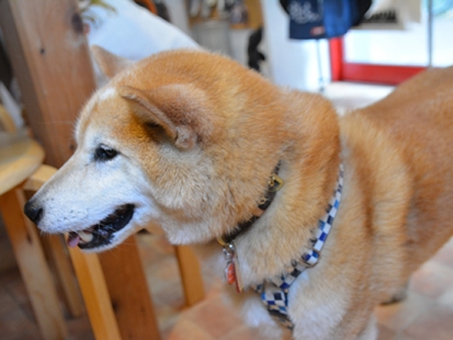 ごろたろう犬具 柴犬トム