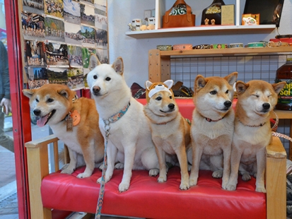 柴犬ごろたろう犬具 白柴独