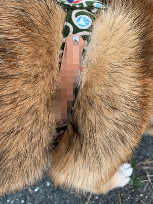 柴犬 くるみ 1
