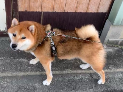 柴犬 くるみ 2
