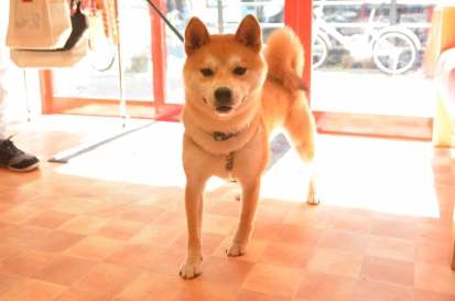 柴犬 どん