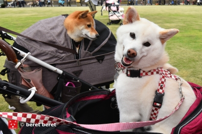 柴犬 こはる むぎ
