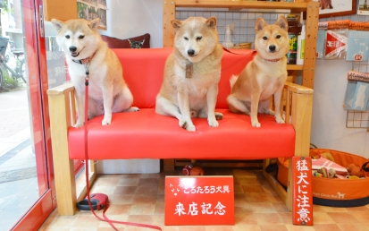柴犬 ほたる