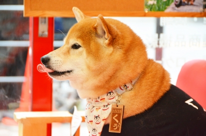 柴犬 くぅ