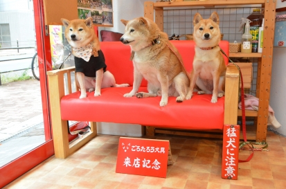 柴犬 くぅ 2