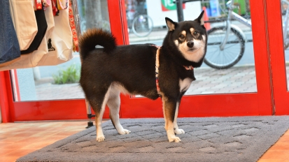 柴犬ごろたろう黒柴さち