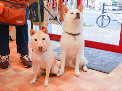 ごろたろう犬具　ふうた らいた