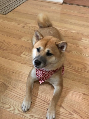 柴犬 さくら 1