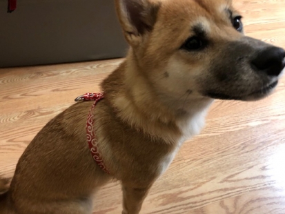 柴犬 さくら 2