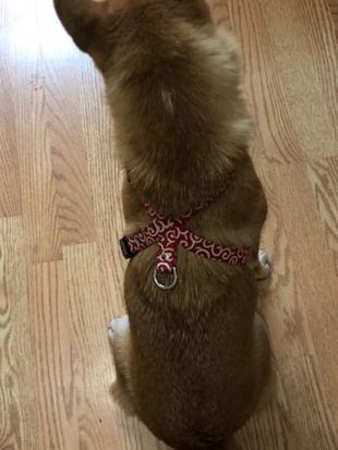 柴犬 さくら 3