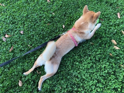 柴犬 さくら 4