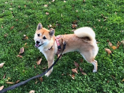 柴犬 さくら 5