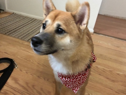 柴犬 さくら 6