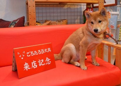 柴犬　ろく