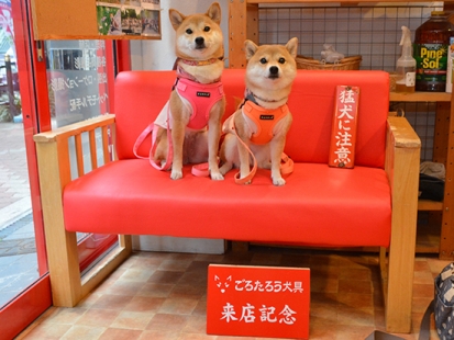 柴犬 はな・ひめ
