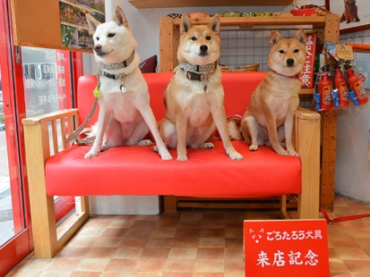 柴犬 さな・しな