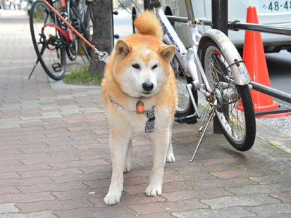 柴犬　トム