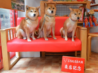 柴犬 ぽんた・くう