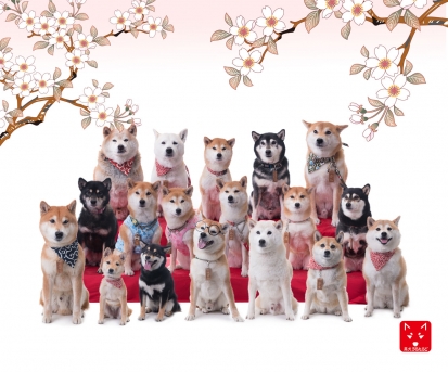 柴犬 雛壇