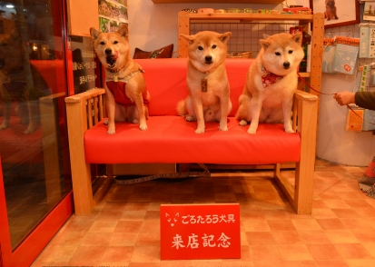 柴犬 くぅ ほたる